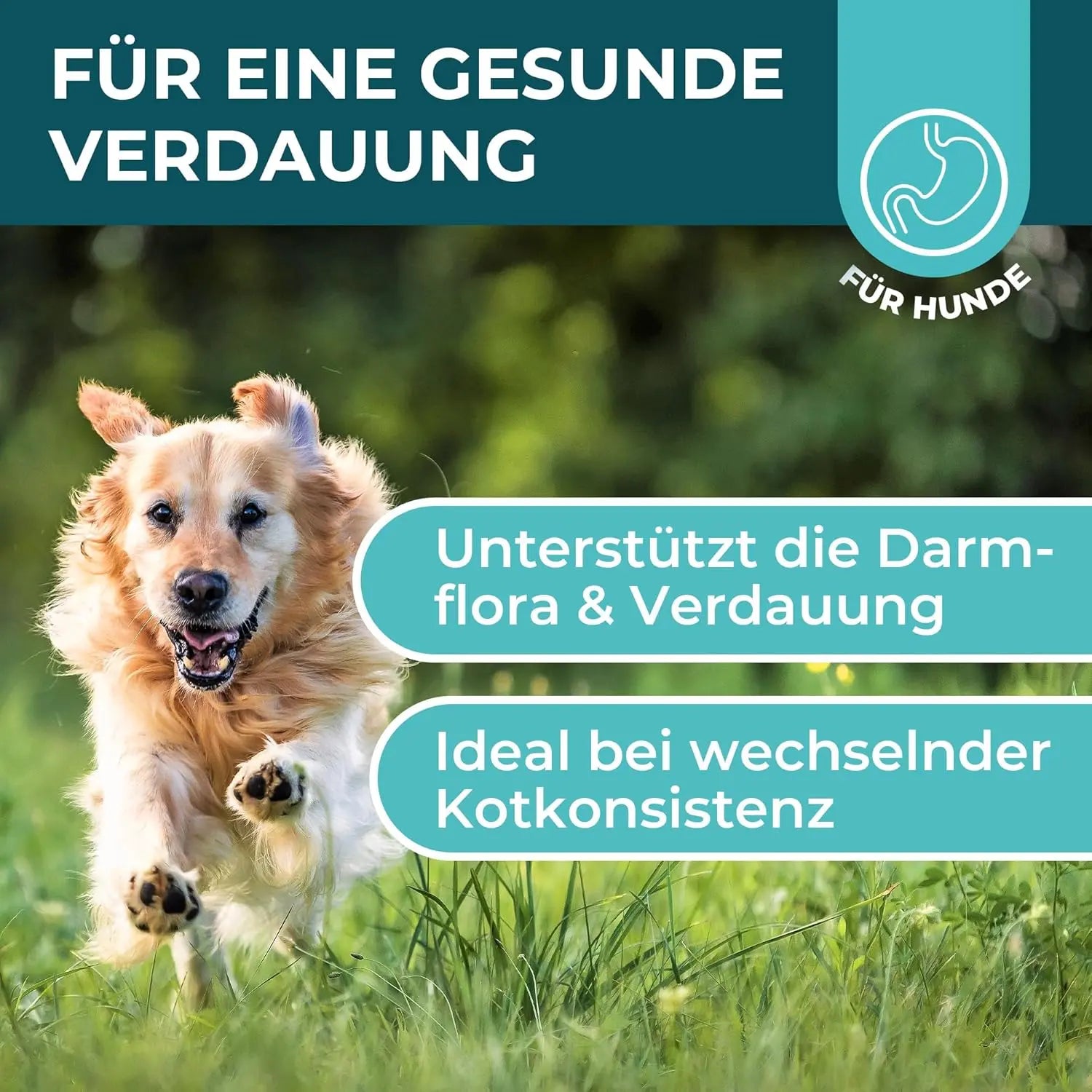 Magen-Darm Pulver für Hunde HomePetLab