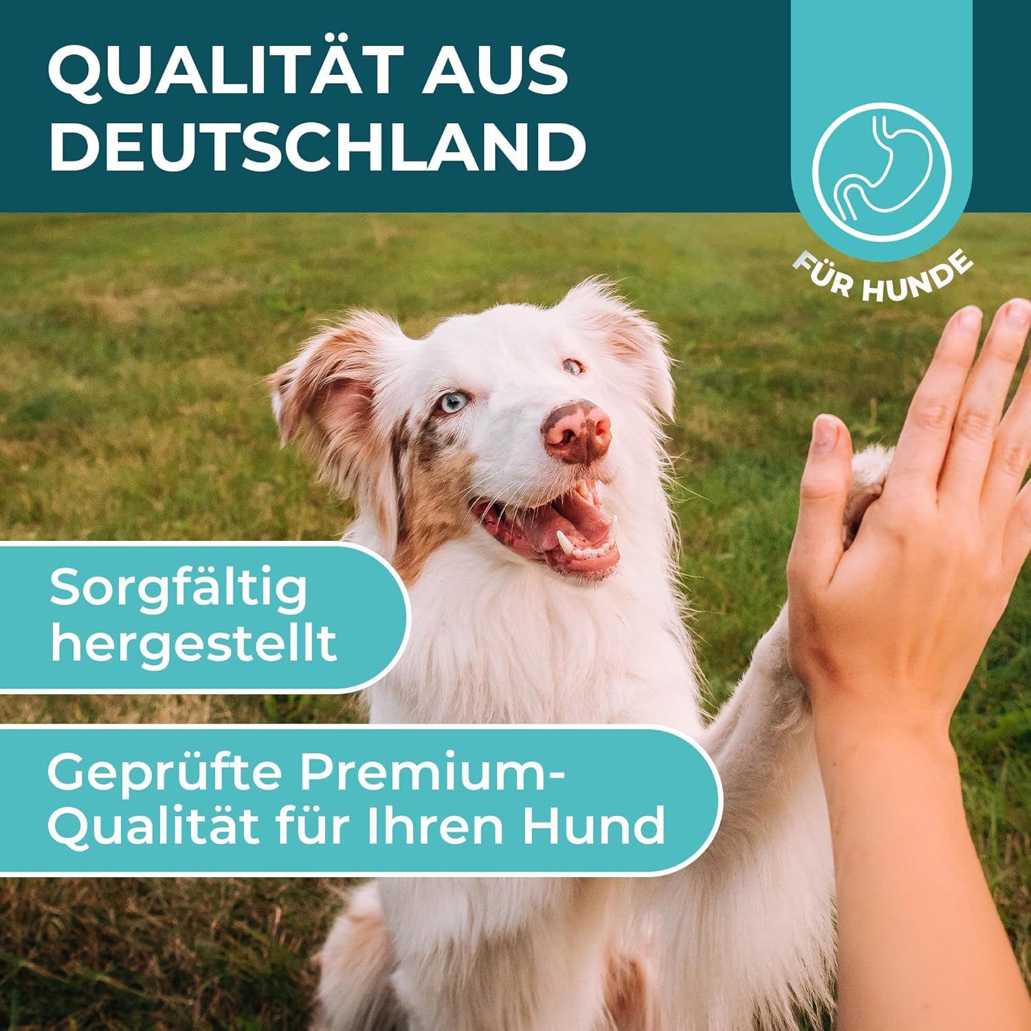 Magen-Darm Pulver für Hunde