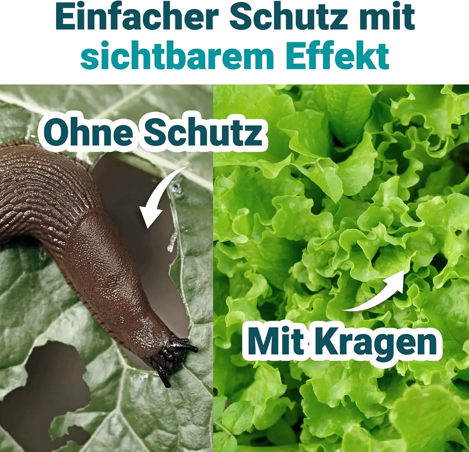 Wiederverwendbarer Schneckenkragen aus Metall HomeBugProtect