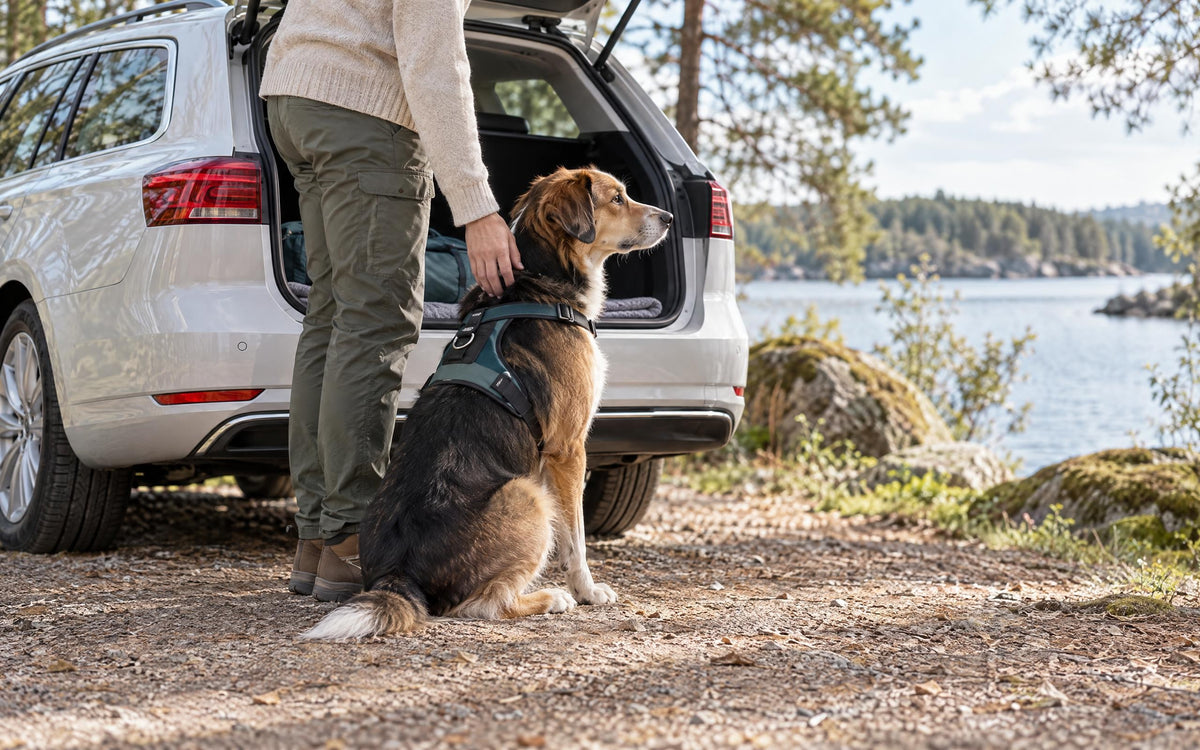 Hundetreppe und Kofferraum: Ein- und Aussteigen ohne Sprung